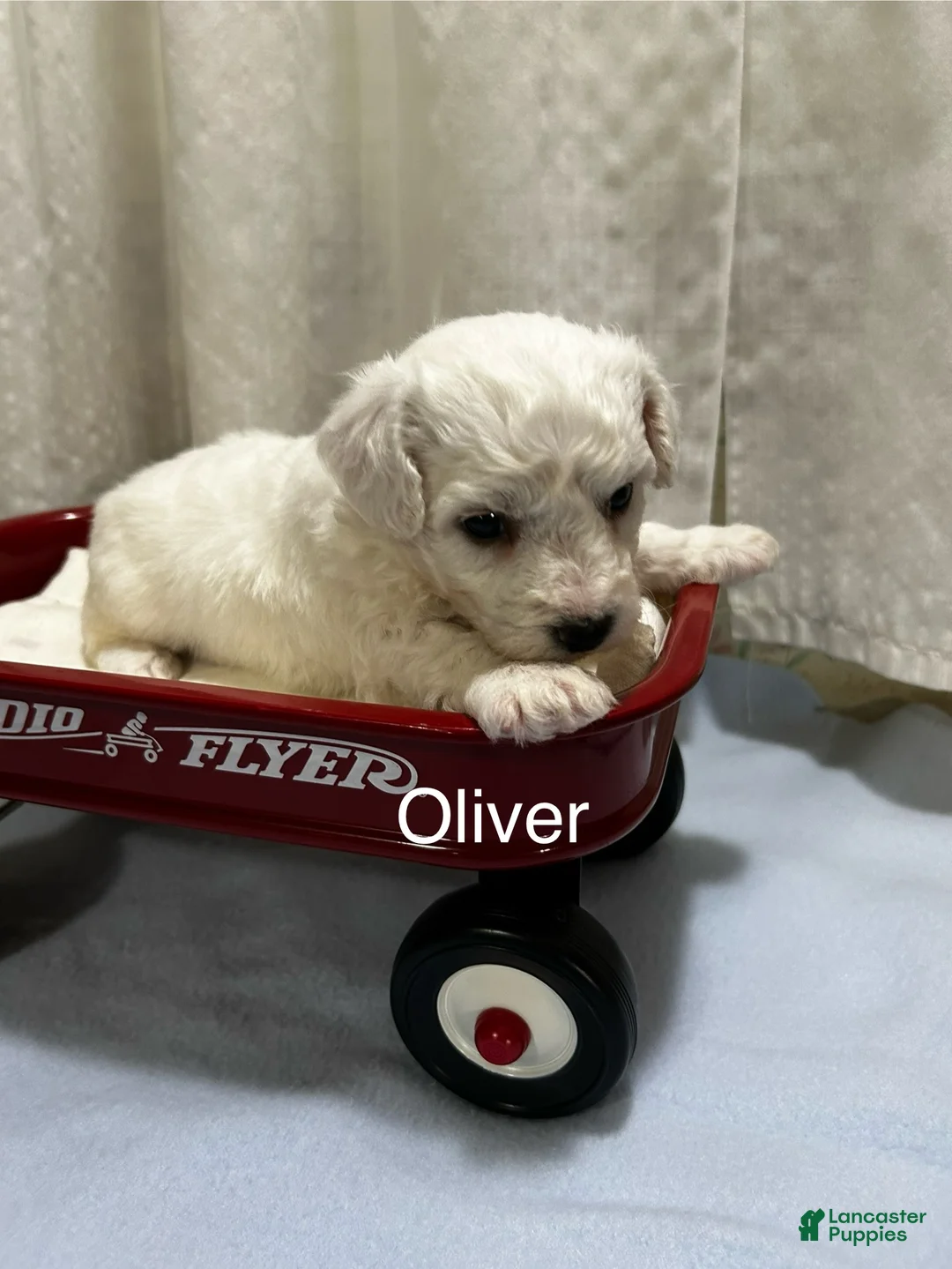 Bichon Frise dogs for sale: Bichon Frise 1 Oliver - Ad 2