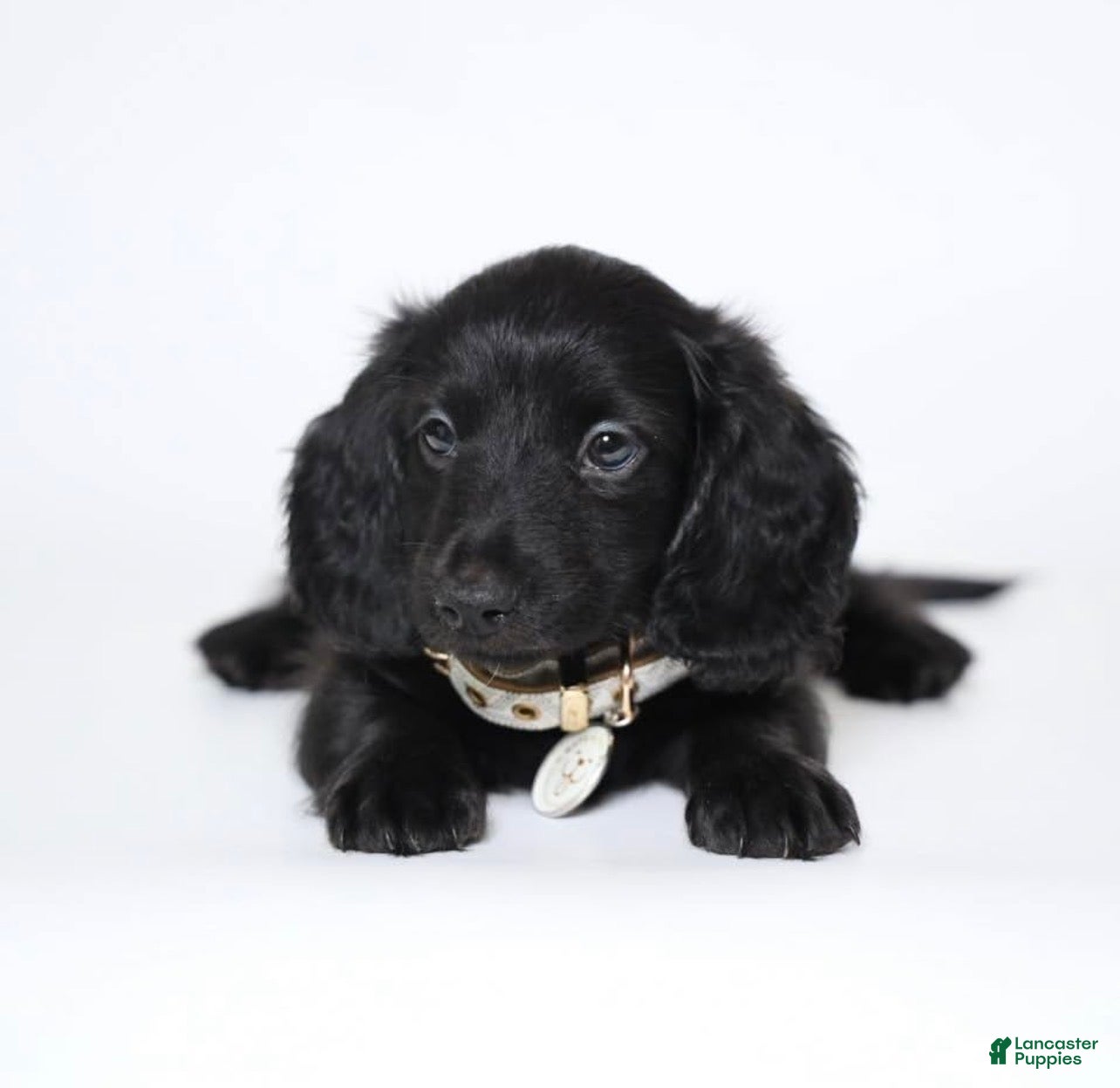 Miniature Dachshund dogs Mac - Ad 9