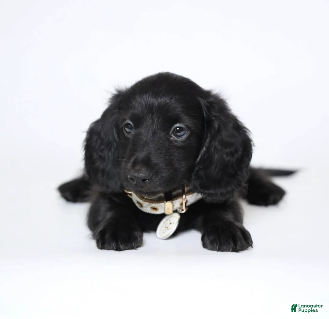 Miniature Dachshund dogs for sale: Mac - Ad 1