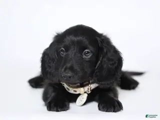 Miniature Dachshund dogs Mac - Ad 9