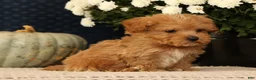 Havapoo dogs for sale: Keith - Ad 7