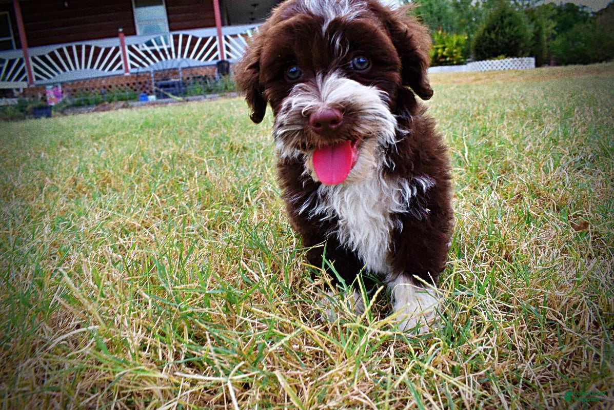 Havapoo dogs Katie - Ad 1