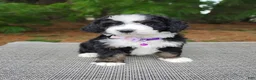 Mini Bernedoodle dogs for sale: Mini Bernedoodle Puppy 4 - Ad 3