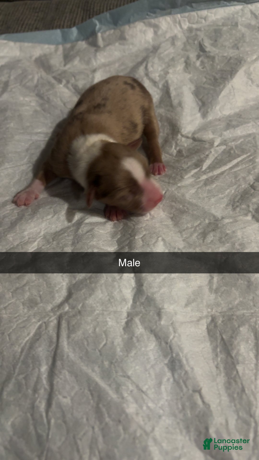 Miniature Australian Shepherd dogs for sale: Miniature Australian Shepherd Puppy  - Ad 1