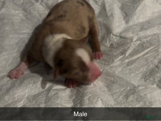 Miniature Australian Shepherd dogs Miniature Australian Shepherd Puppy - Ad 13