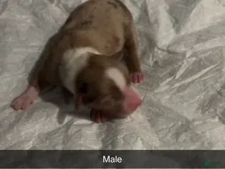 Miniature Australian Shepherd dogs Miniature Australian Shepherd Puppy - Ad 25