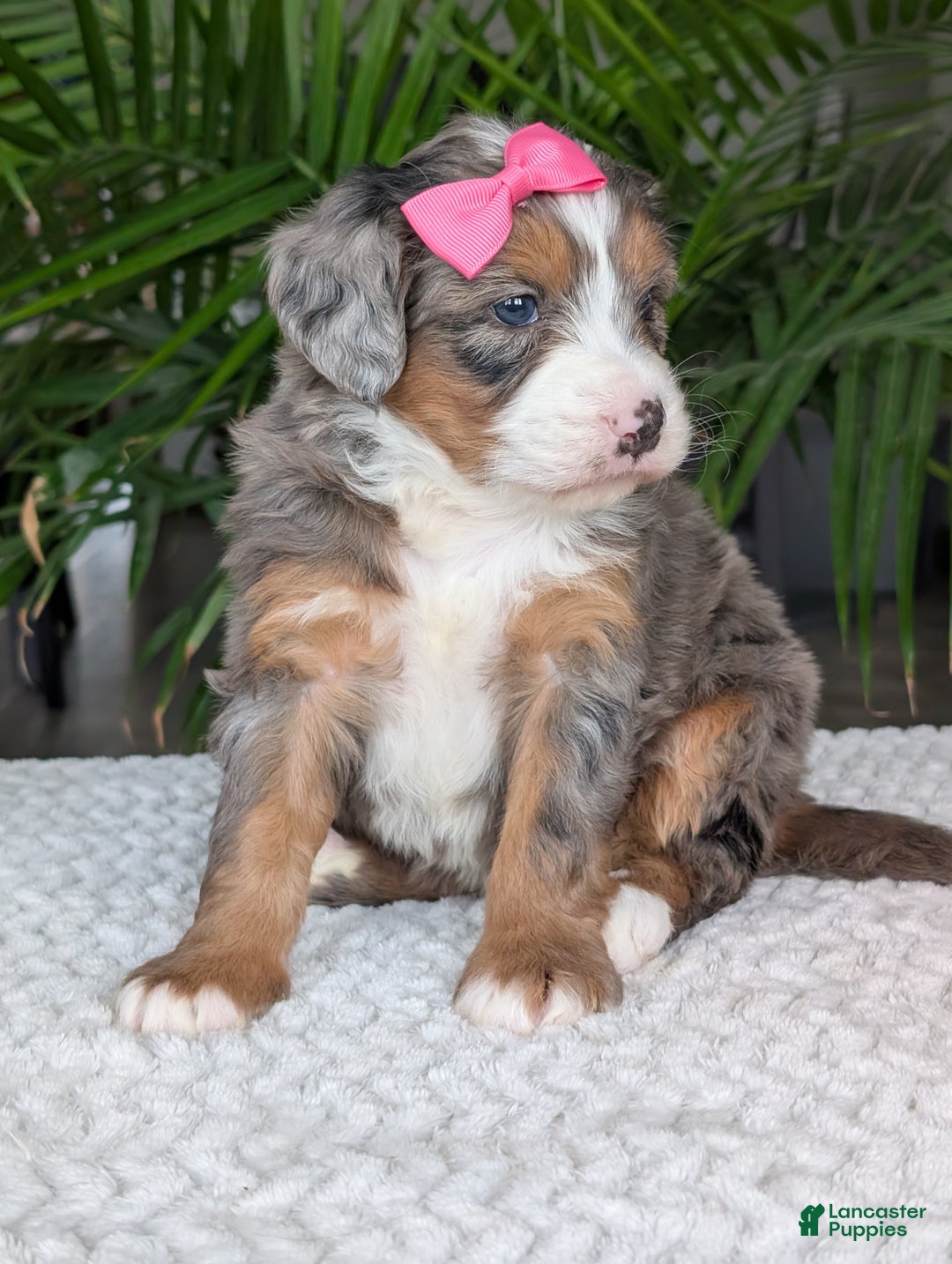 Mini Bernedoodle dogs for sale: Mini Indy  - Ad 6