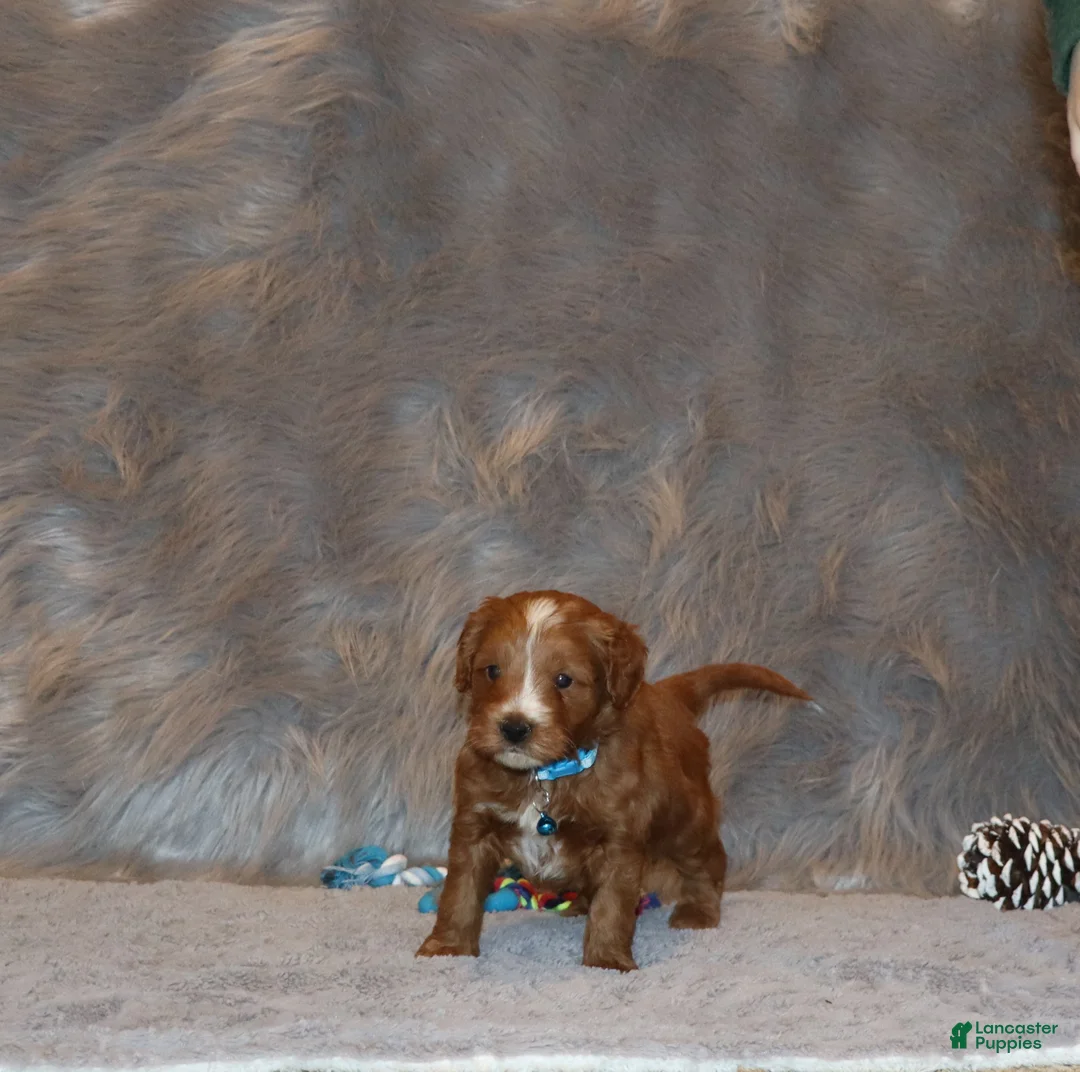 Mini Goldendoodle dogs for sale: Waylon 💙 Genetic Clear Parents - Ad 10