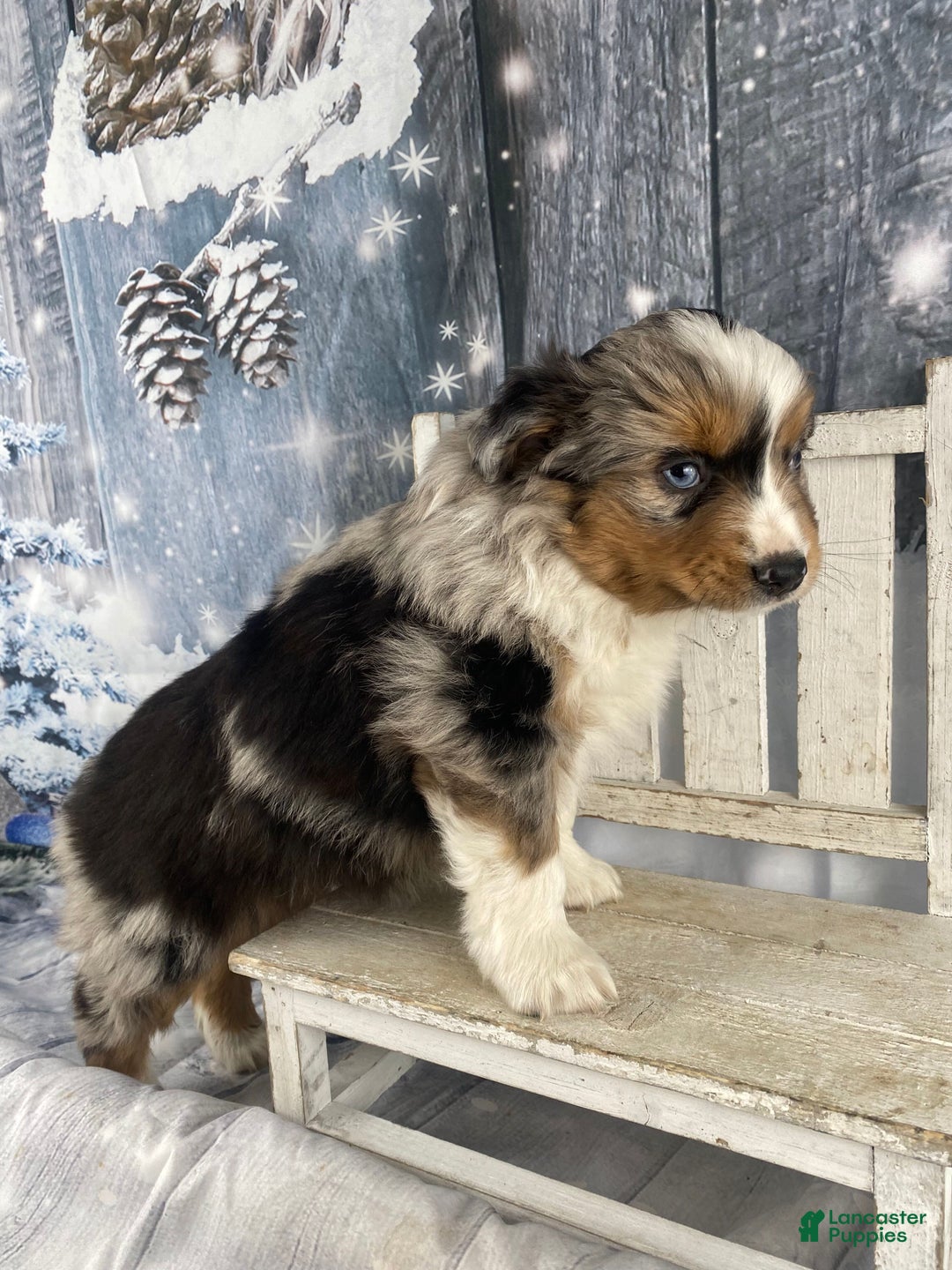 Australian Shepherd dogs for sale: Sterling - Ad 8