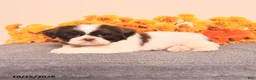 Shih Tzu dogs for sale: Lupin - Ad 5