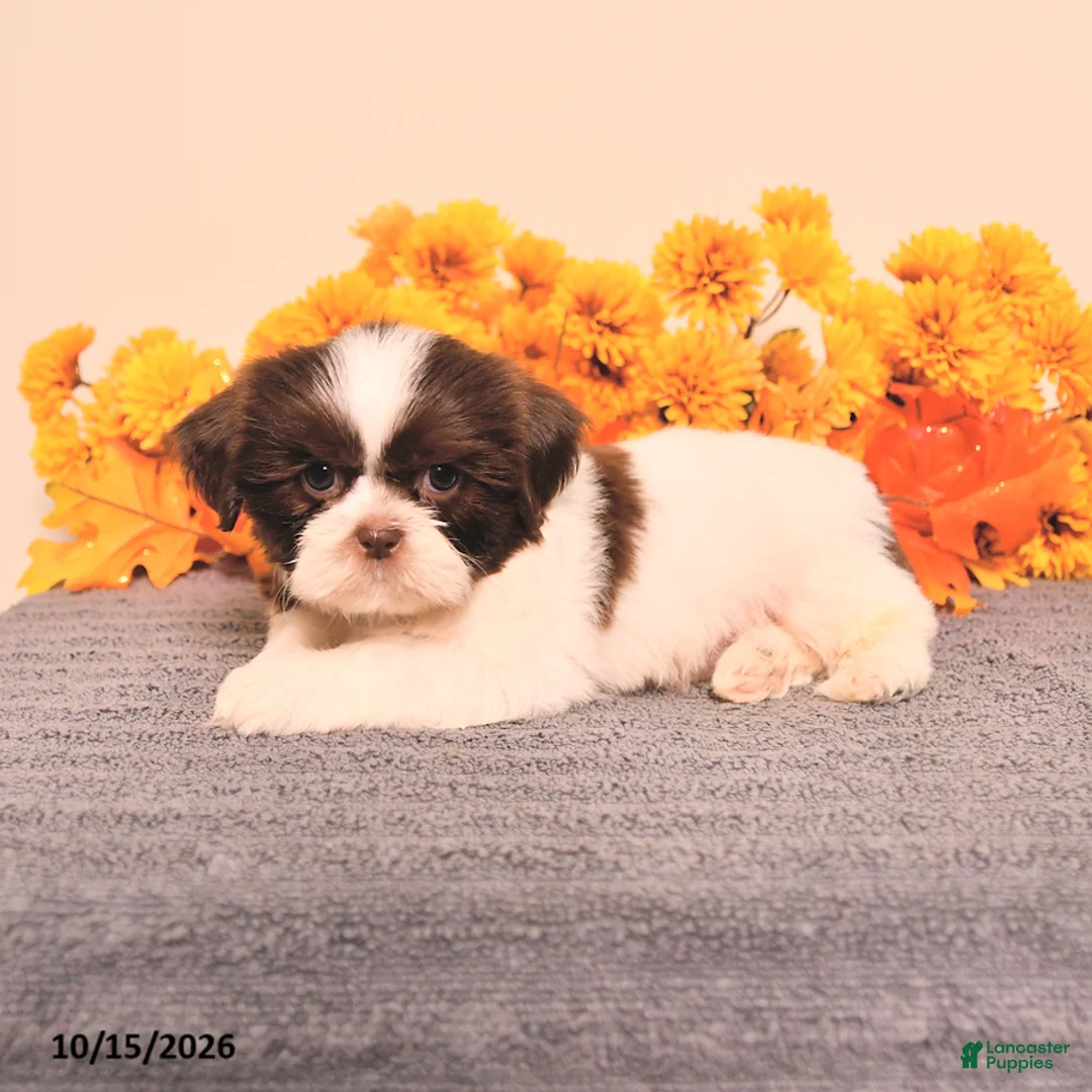 Shih Tzu dogs for sale: Lupin - Ad 5