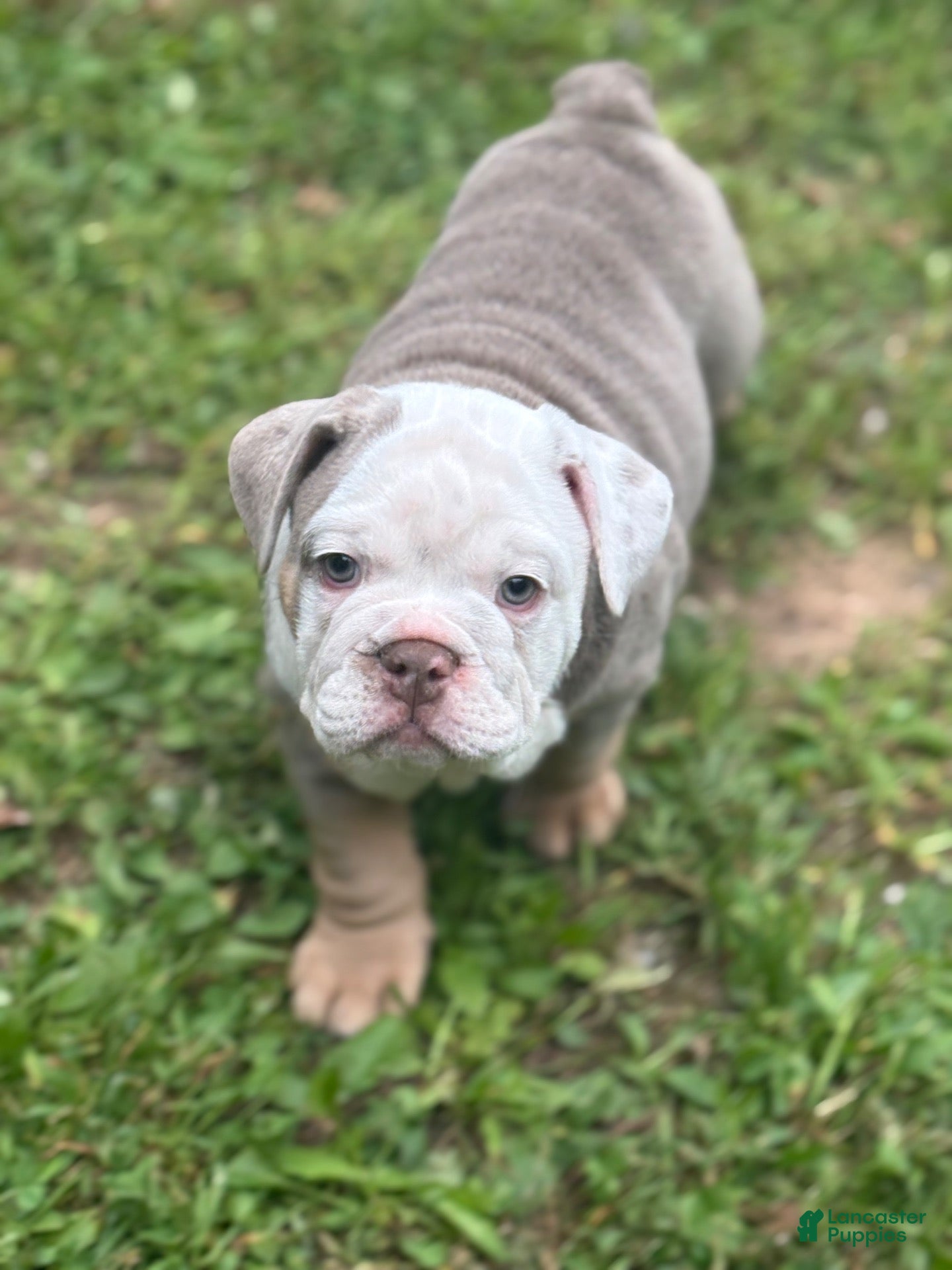 English Bulldog dogs English Bulldog 1 - Ad 36