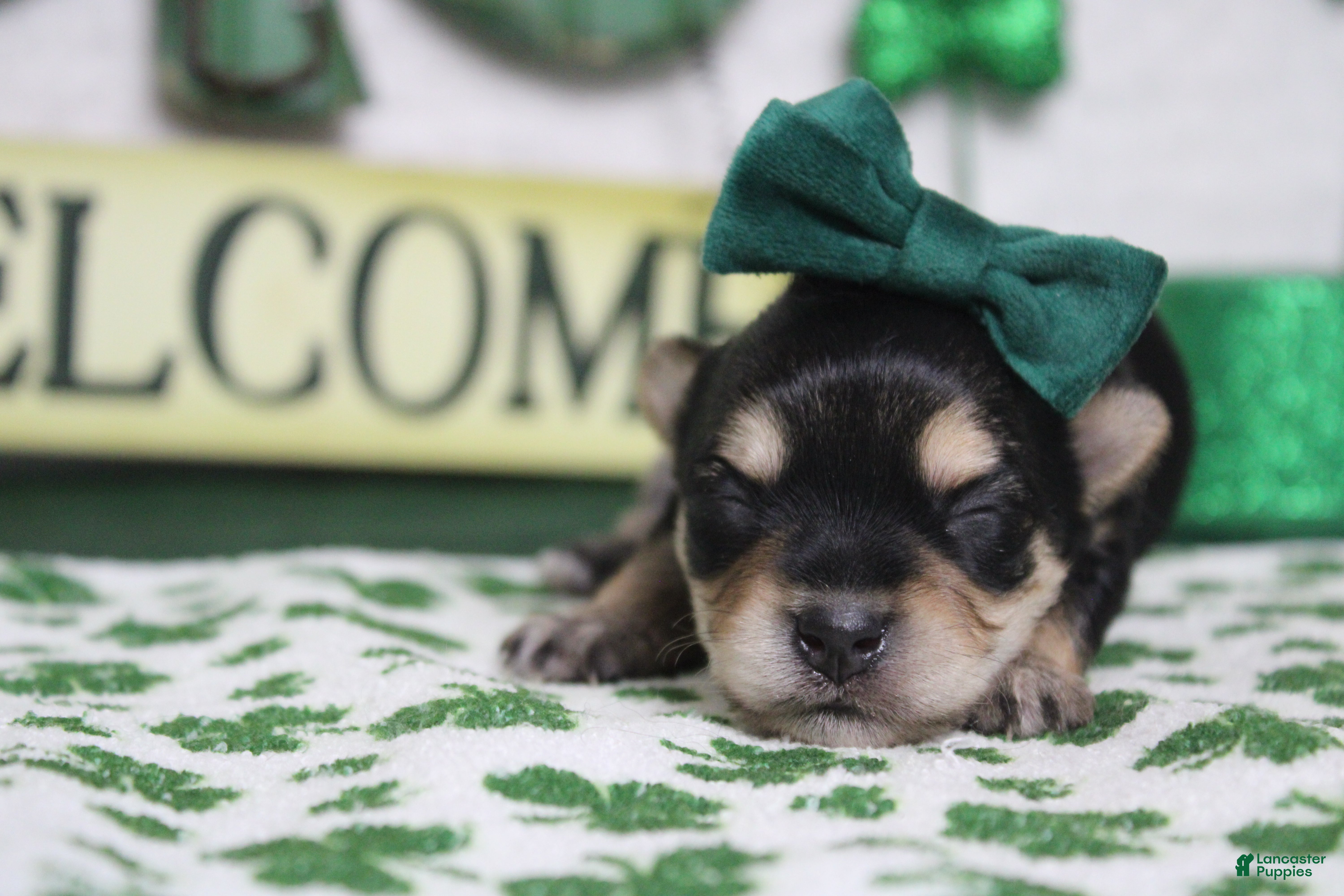 Morkie dogs Everly  - Ad 3