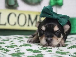 Morkie dogs Everly - Ad 3