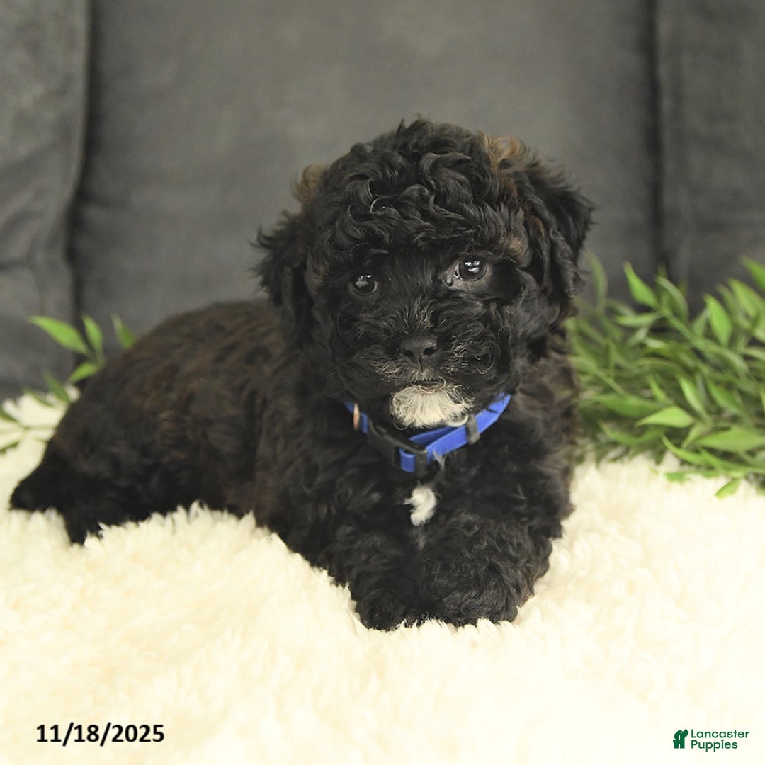 Mixed Breed dogs for sale: Mickey - Ad 3