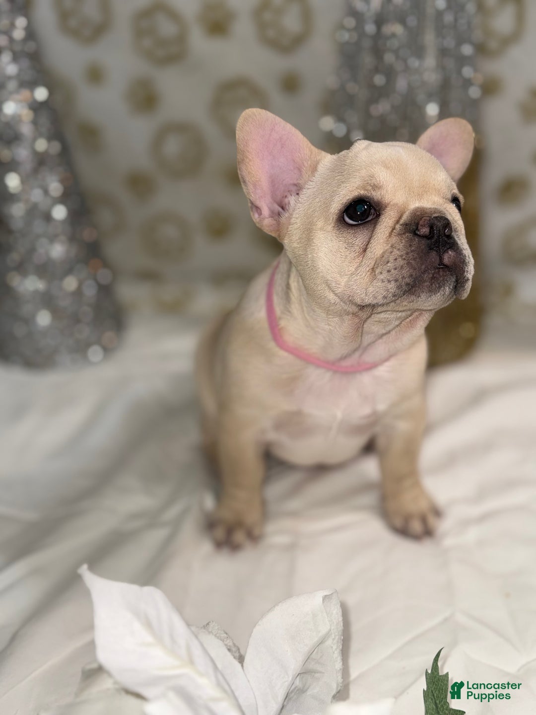 French Bulldog dogs for sale: Star Fire - Ad 2