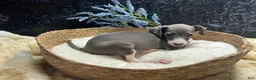 Italian Greyhound dogs for sale: Italian Greyhound 1 - Ad 9