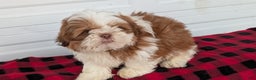 Shih Tzu dogs for sale: Mason - Ad 6
