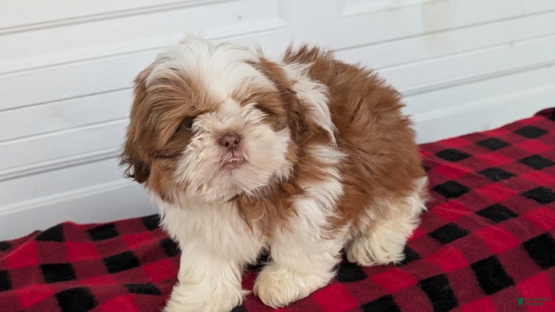 Shih Tzu dogs for sale: Mason - Ad 6