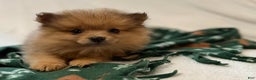 Pomeranian dogs for sale: Darcy - Ad 2