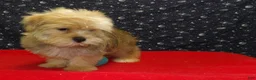 Morkie dogs for sale:  Fernando - Ad 4