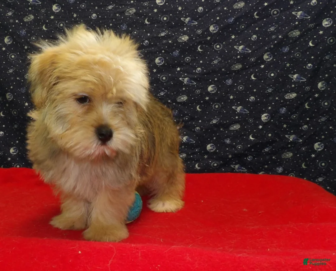 Morkie dogs for sale:  Fernando - Ad 4