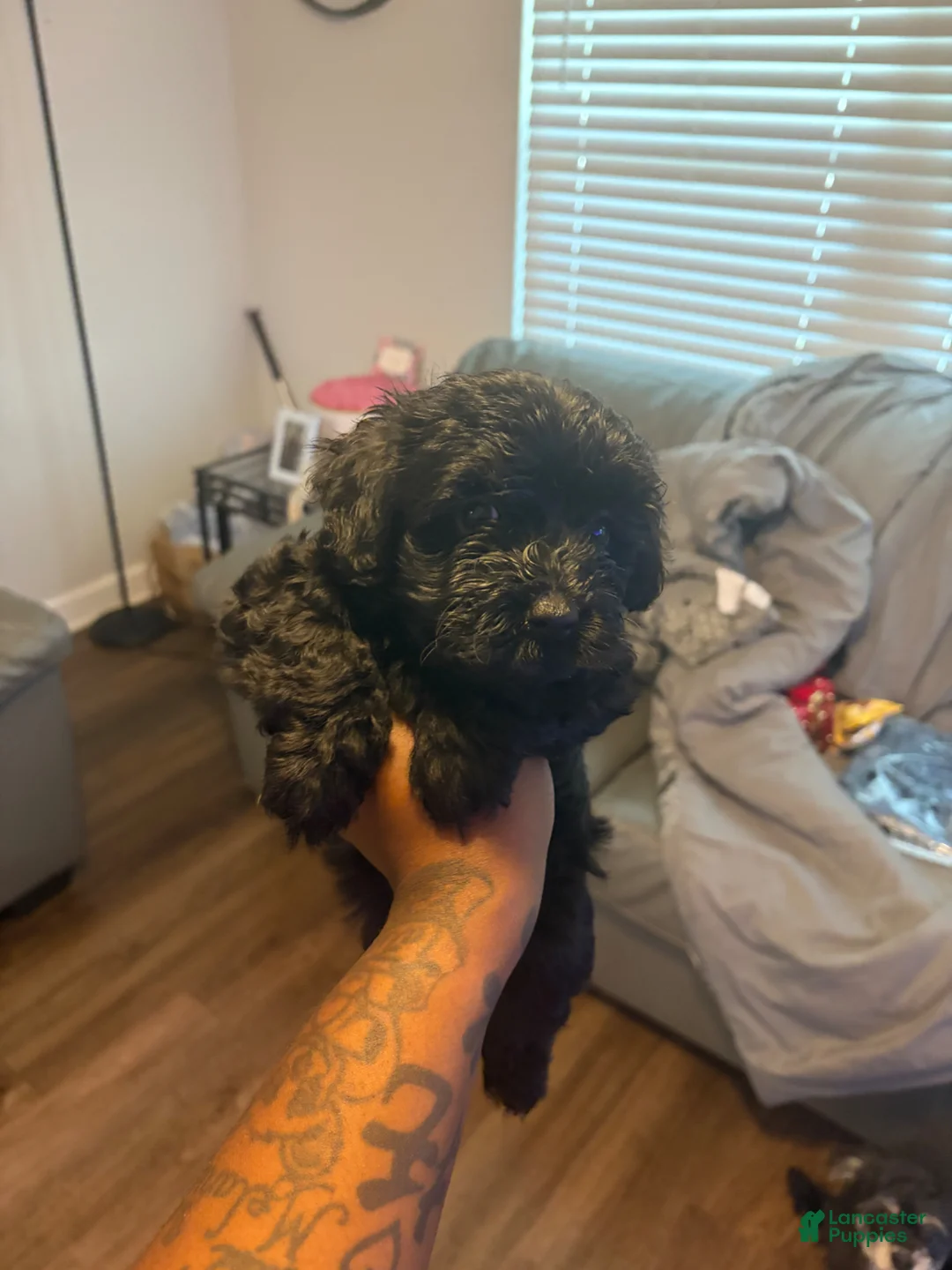 Yorkiepoo dogs for sale: Yorkiepoo Puppy 2 - Ad 1