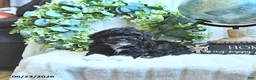 Miniature Poodle dogs for sale: Derby - Ad 4