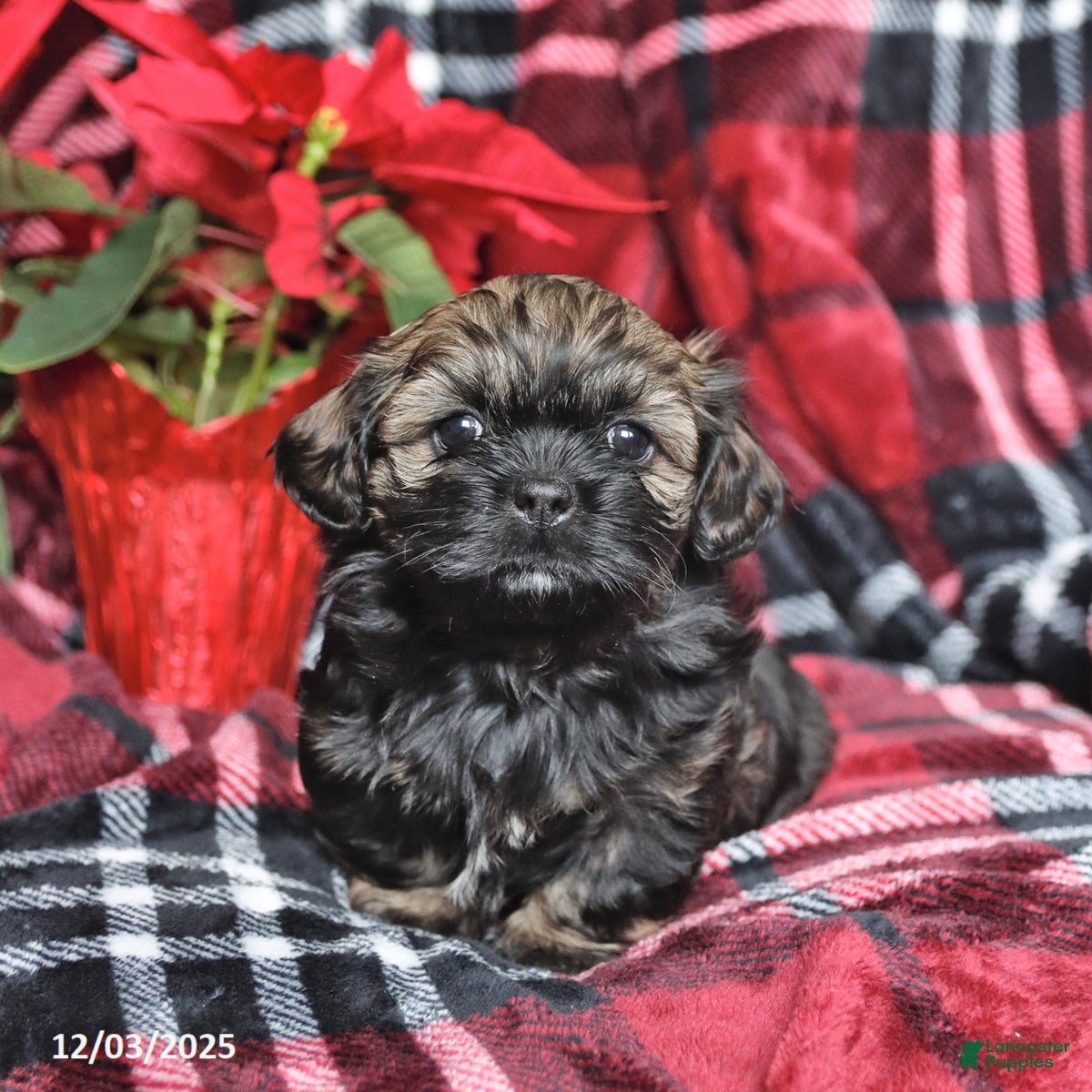 Mixed Breed dogs Darla - Ad 38