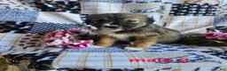 Mixed Breed dogs for sale: Mixed Breed 3 - Ad 6