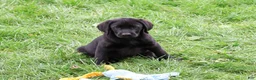 Labrador Retriever dogs for sale: Max - Ad 5