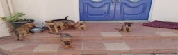 Belgian Malinois dogs for sale: Belgian Malinois 3 Bella - Ad 3