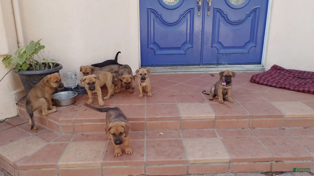 Belgian Malinois dogs for sale: Belgian Malinois 3 Bella - Ad 3