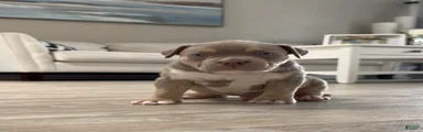 American Bully Puppy 2