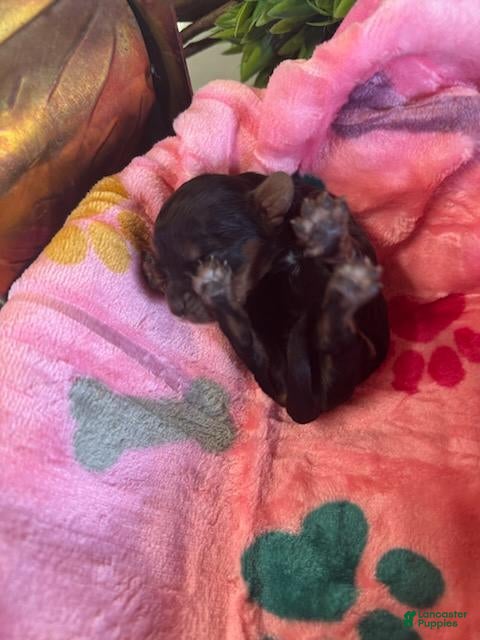 Cavapoo dogs for sale: Bailey - Ad 1