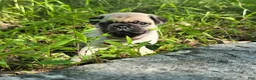 Pug dogs for sale: Moe - Ad 24