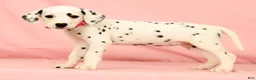 Dalmatian dogs for sale: Tulip - Ad 6