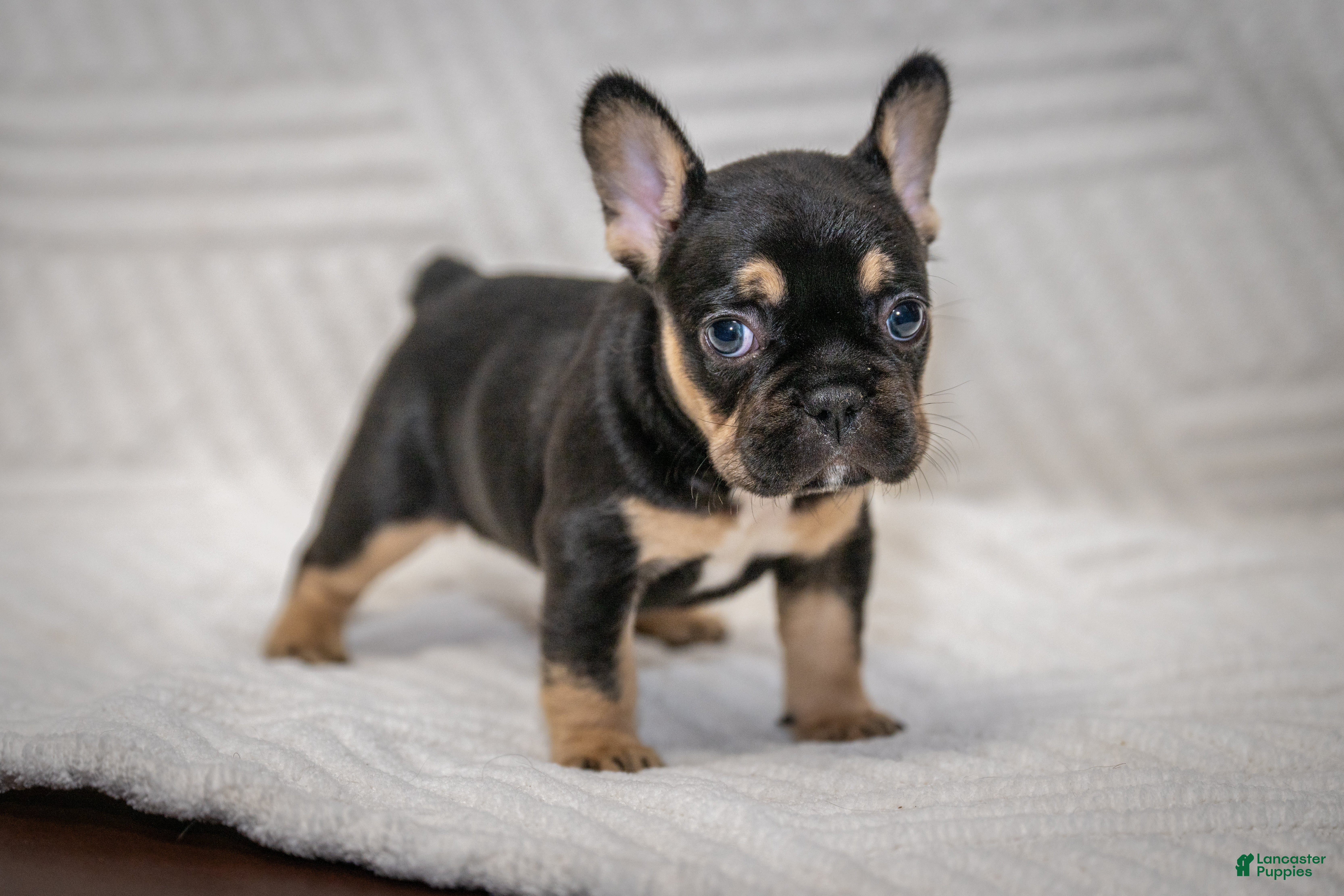 French Bulldog dogs Francine - Ad 24