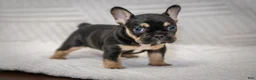 French Bulldog dogs for sale: Francine - Ad 1