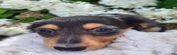 Miniature Dachshund dogs for sale: Pearl - Ad 9