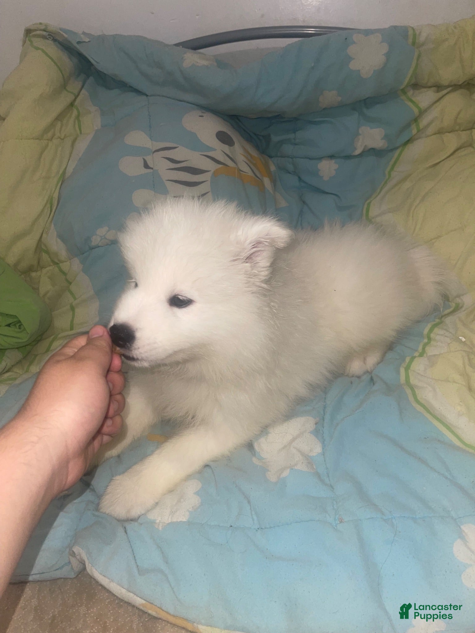 Samoyed dogs Samoyed 4 yellow - Ad 19