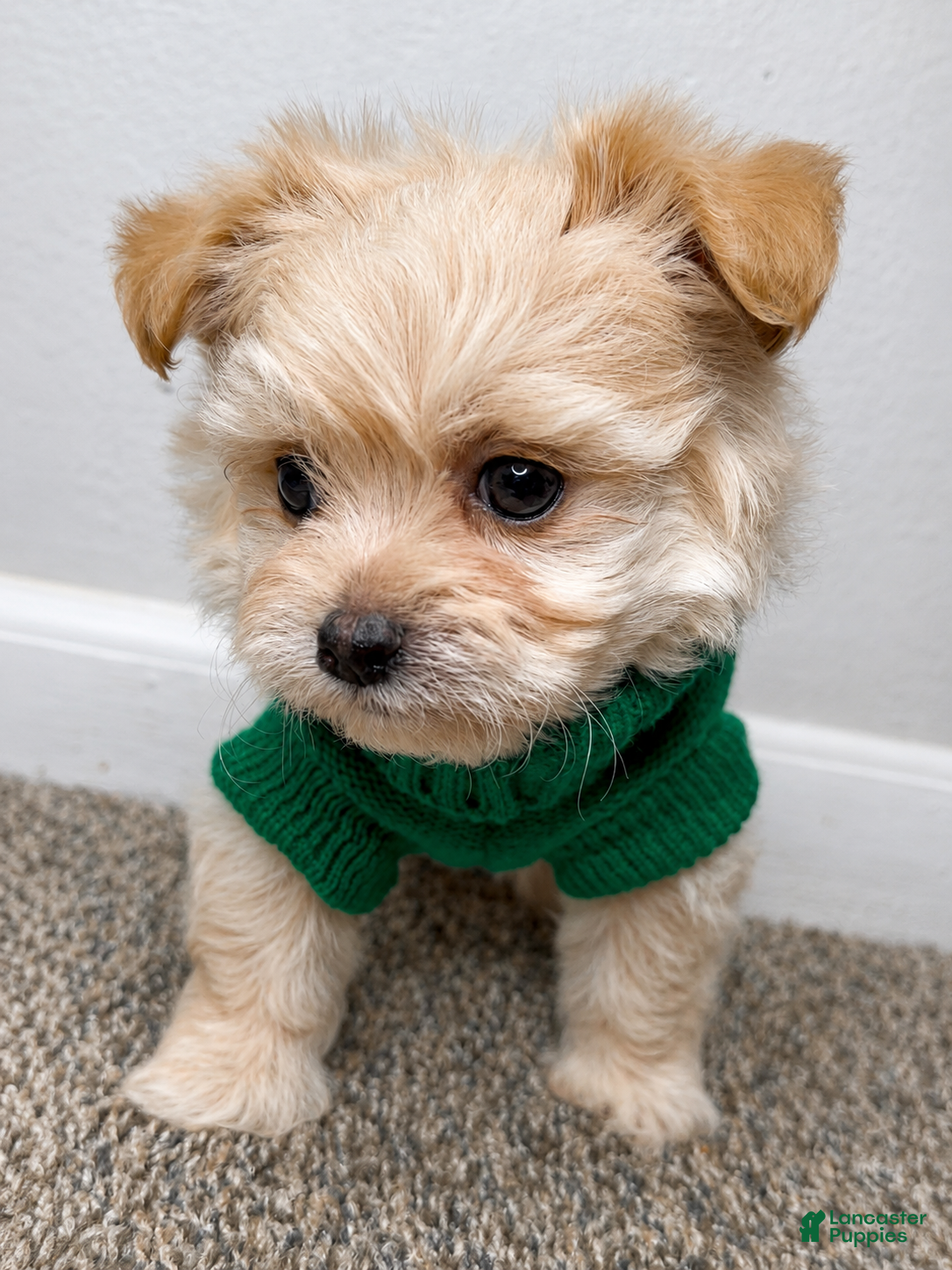 Maltipoo dogs Theo  - Ad 21