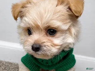 Maltipoo dogs Theo - Ad 21