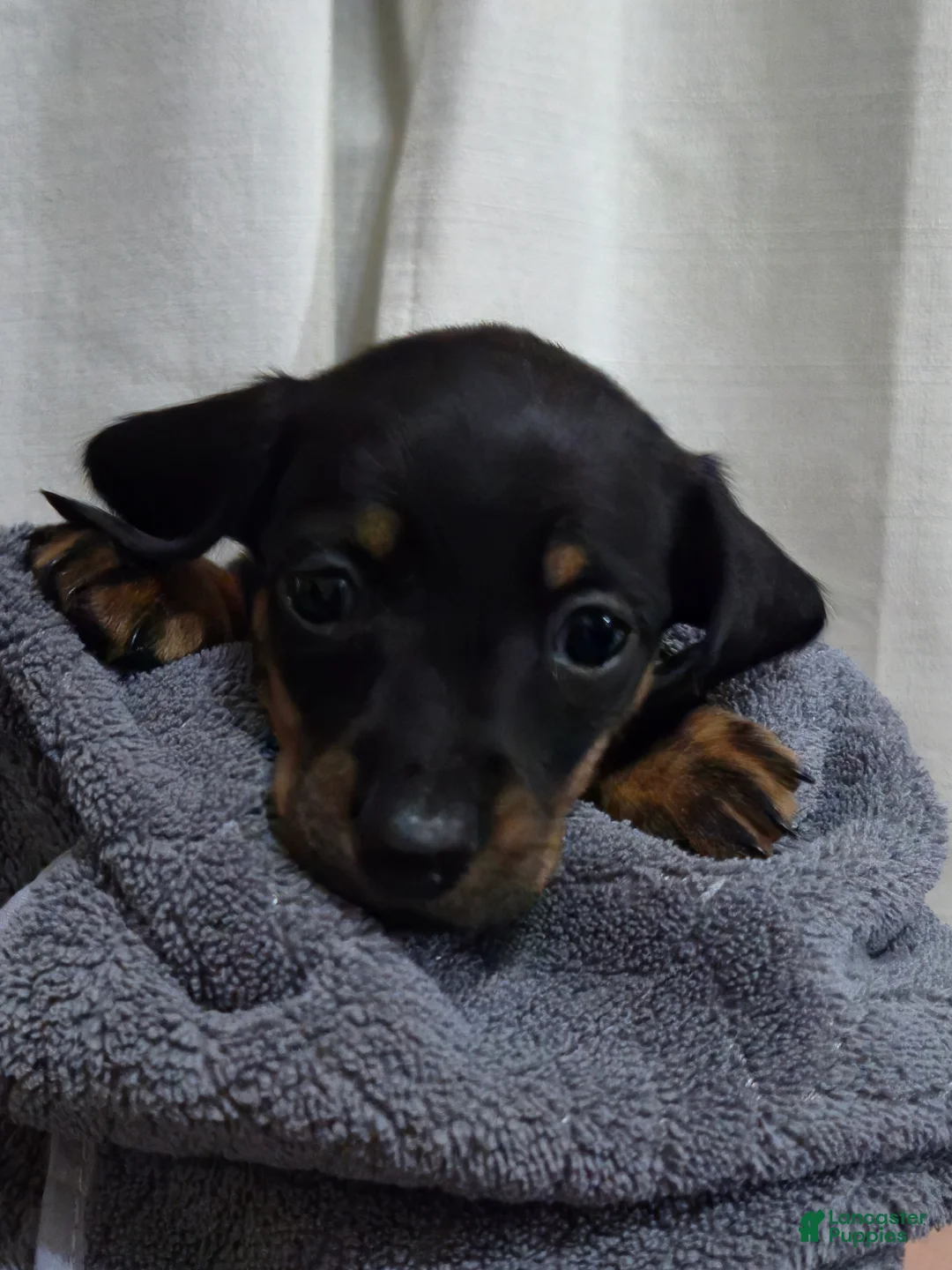 Dachshund dogs for sale: Dachshund Puppy 2 - Ad 2