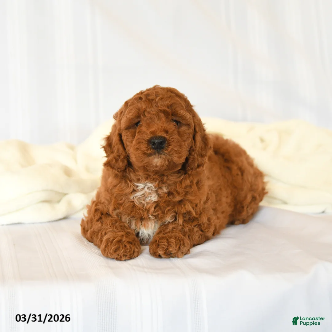 Miniature Poodle dogs for sale: Gem  - Ad 3