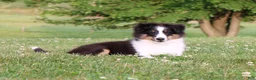 Shetland Sheepdog dogs for sale: Si Si  - Ad 1