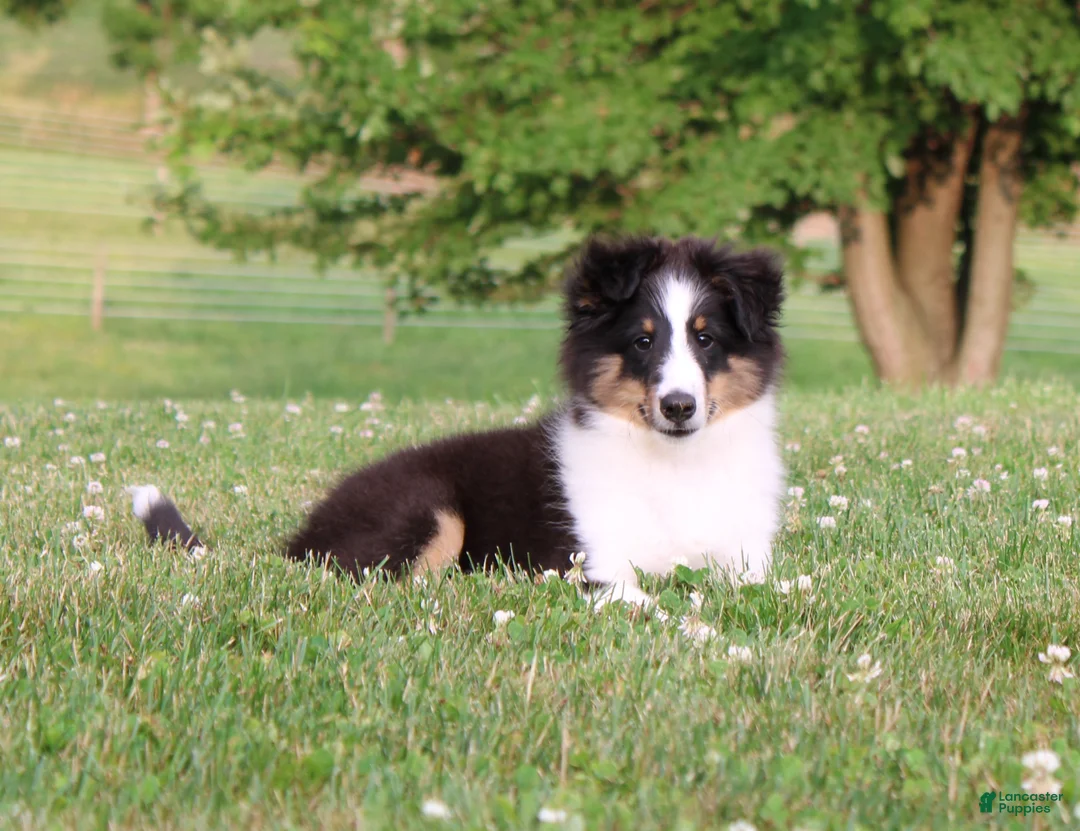 Shetland Sheepdog dogs for sale: Si Si  - Ad 1