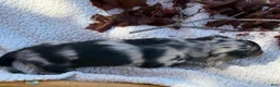 Miniature Dachshund dogs for sale: Bonnie - Ad 8