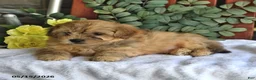 Shihpoo dogs for sale: Cheddar - Ad 4
