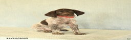 German Shorthaired Pointer dogs for sale: Tucker - Ad 1